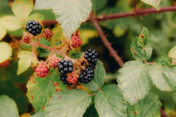Ripe blackberries in a hedgerow, a seasonal delight on walks from The Salwey Lodge near Ludlow