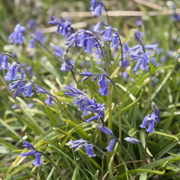 Bluebells in bloom, seen on the Bluebells in Bloom Ludlow walking itinerary