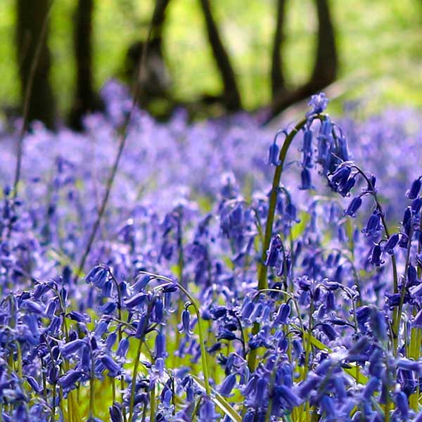 Bluebells can be seen from Bluebells in Bloom Ludlow Walking Itinerary