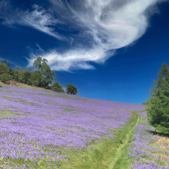 Bluebells can be seen from Bluebells in Bloom Ludlow Walking Itinerary