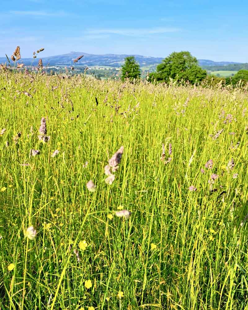 Fields on the Salwey Lodge Wildlife Walking holiday itinerary