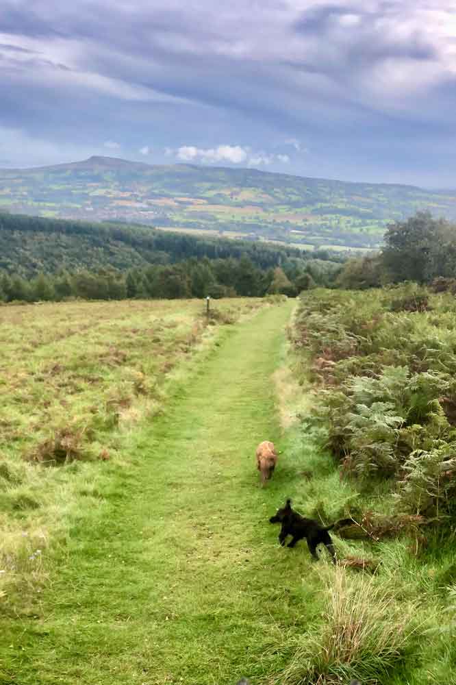 Walking through fields on a walking holiday from historic accommodation at the Salwey Lodge