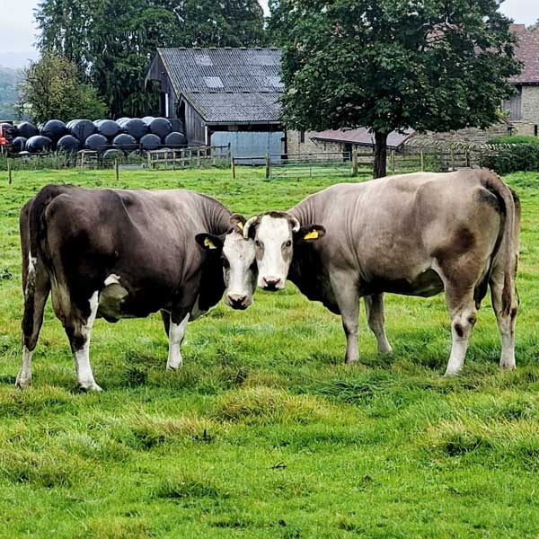 Cows seen from a walking holiday near Ludlow