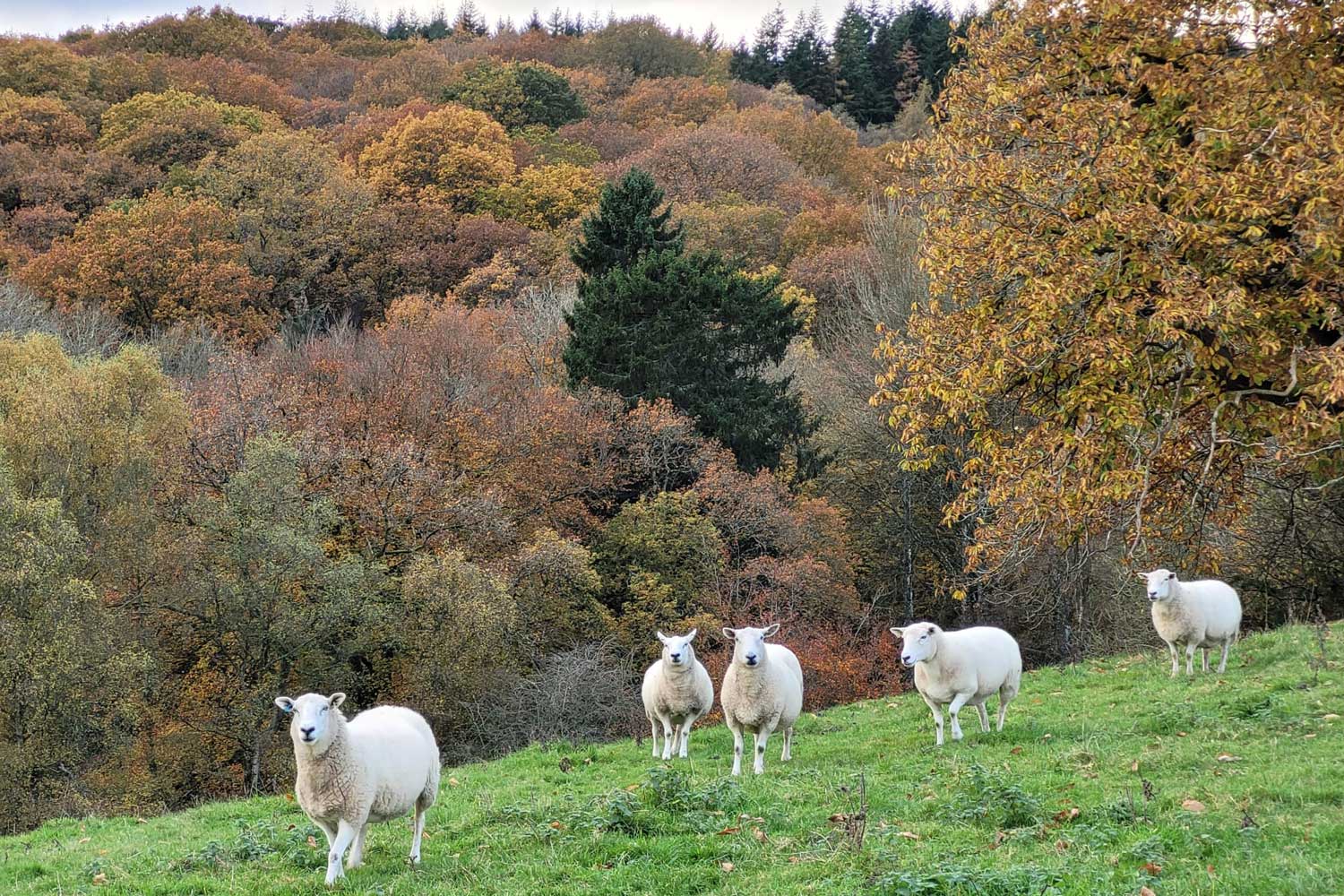 Farm lambs seen from nature itinerary whilst staying in historic accommodation