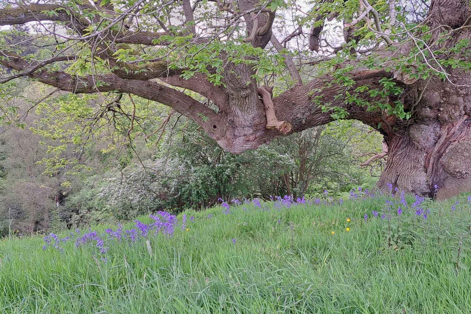 Bluebells under a tree at The Salway Lodge can be enjoyed on the bluebells in bloom walking holiday